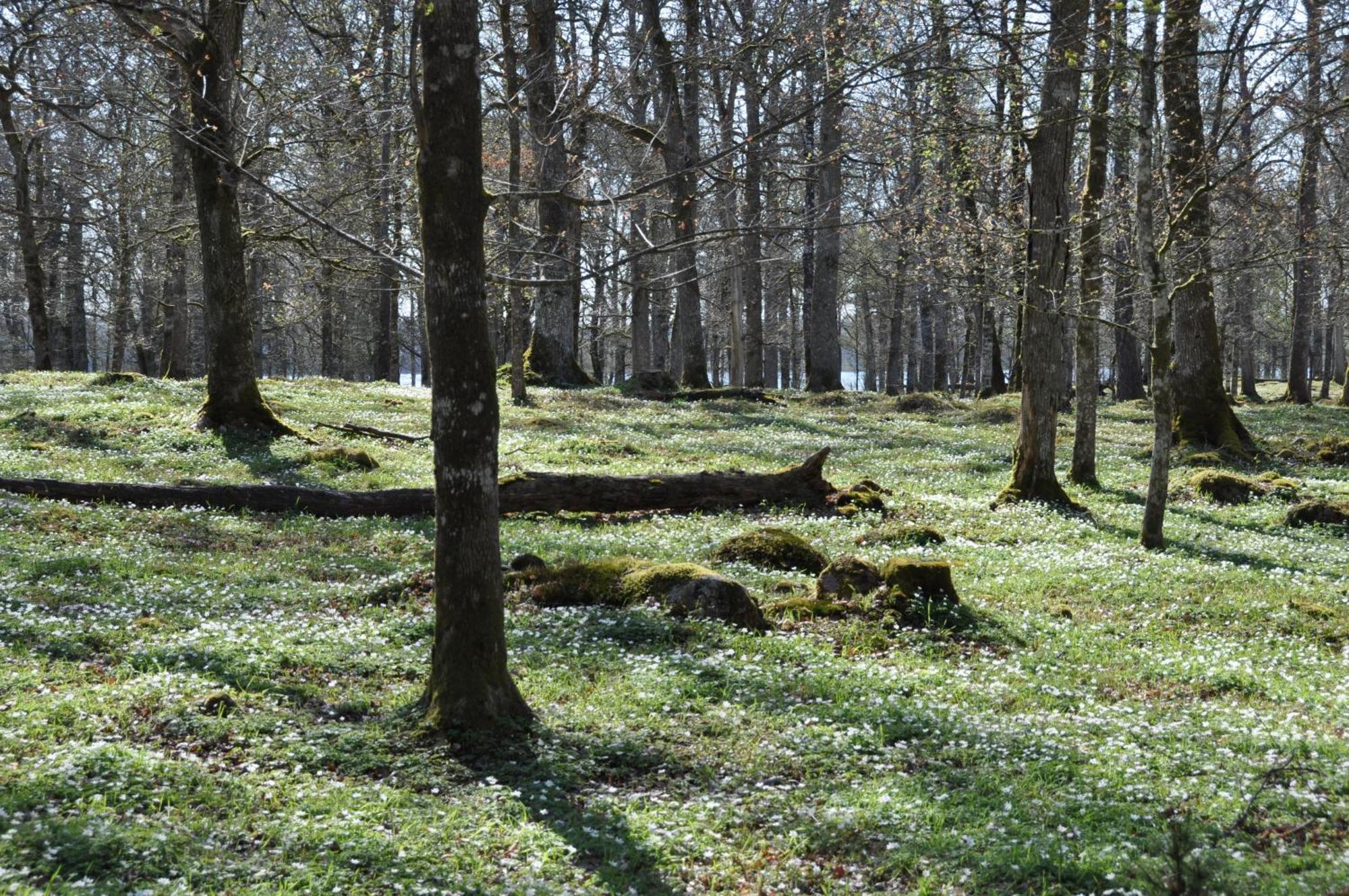 Holiday home Lilla Hotellet Tranemo